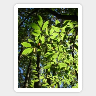 Sweet Chestnut Leaves Sticker